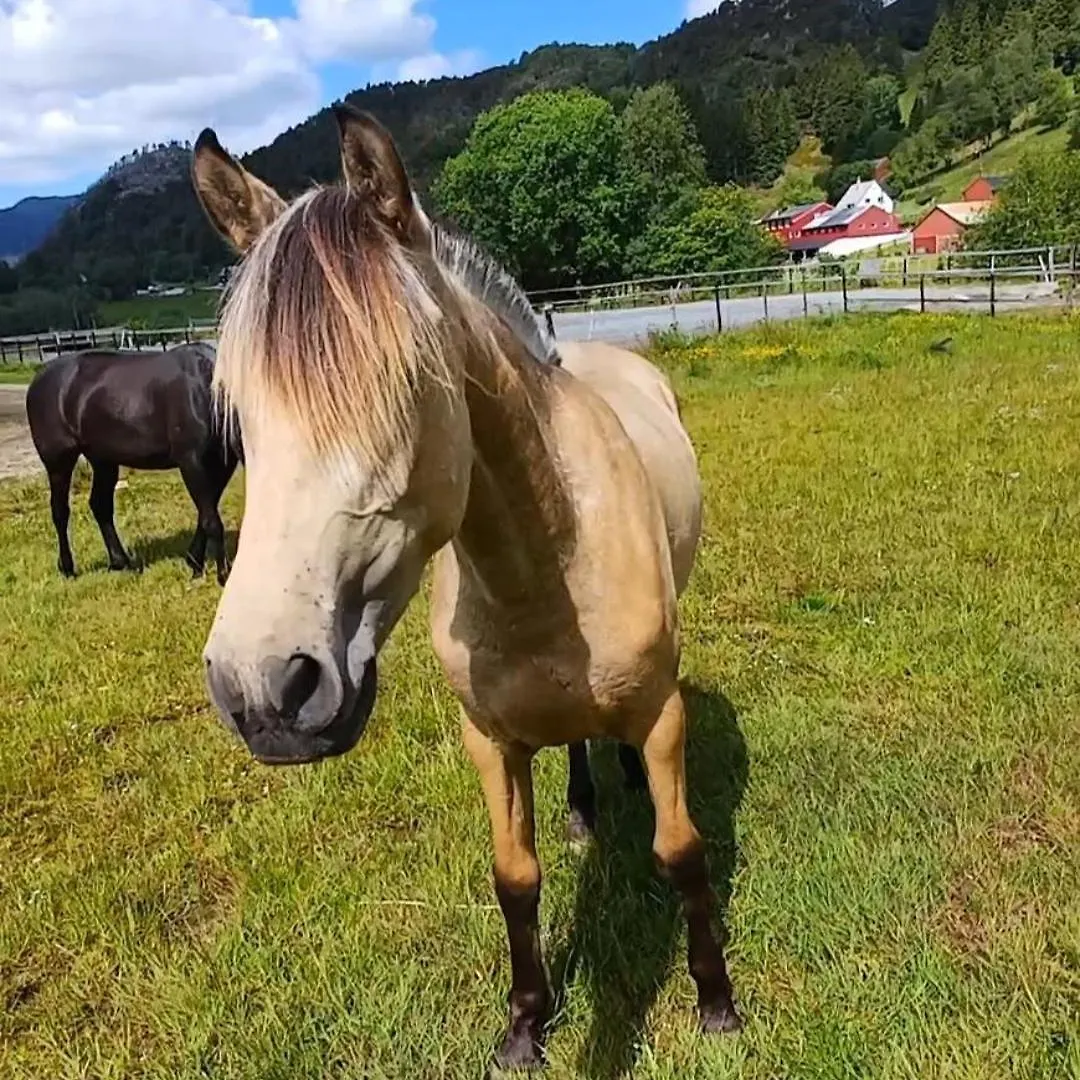 Nesvika Nature Reserve Holiday Home, Only 25 Min From Bergen Norwegen